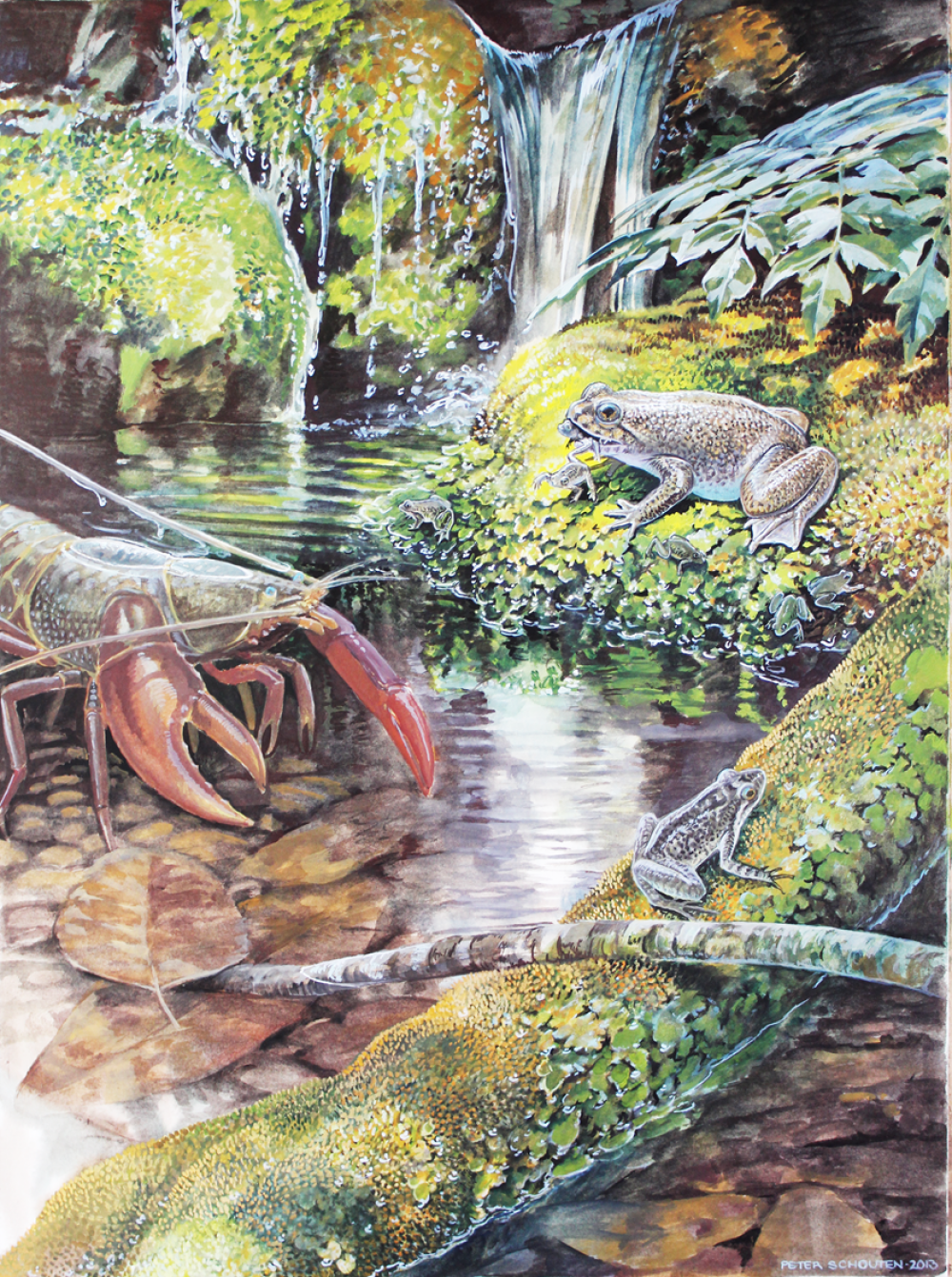 This illustration shows a Southern gastric-brooding frog, Rheobatrachus silus, giving birth in its mountain rainforest habitat in Queensland. The frog in the foreground is another frog that has also gone extinct in the same area, the Southern day frog, Taudactylus diurnus. The crayfish is Euastacus hystricosus, an endangered crustacean. This illustration shows a Southern gastric-brooding frog, Rheobatrachus silus, giving birth in its mountain rainforest habitat in Queensland. The frog in the foreground is another frog that has also gone extinct in the same area, the Southern day frog, Taudactylus diurnus. The crayfish is Euastacus hystricosus, an endangered crustacean.